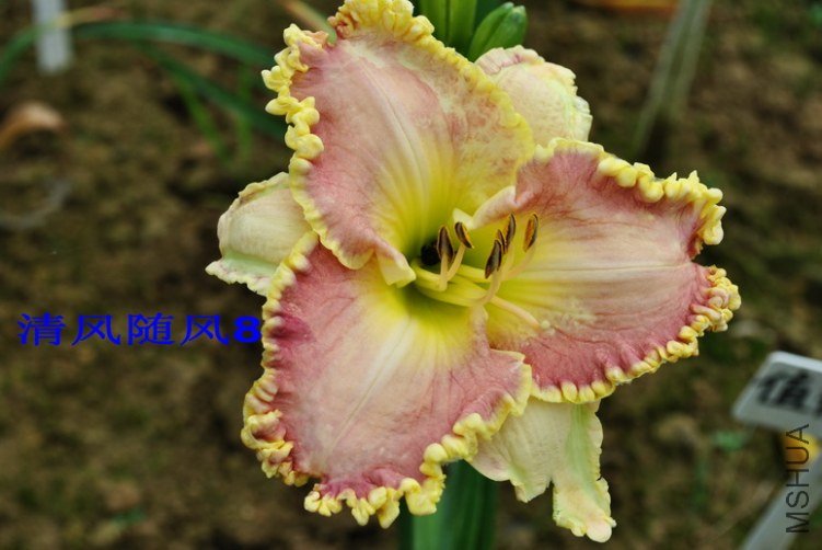 90��ɫ��ɴ(VIOLET VEIL)3.jpg