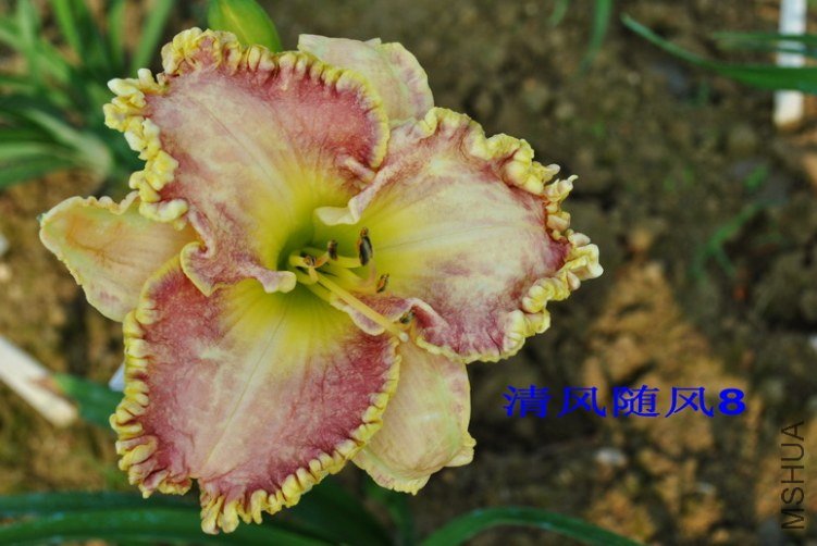 90��ɫ��ɴ(VIOLET VEIL)4.jpg