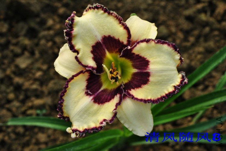 92���߲�����(RAGDOLL LACE)1.jpg