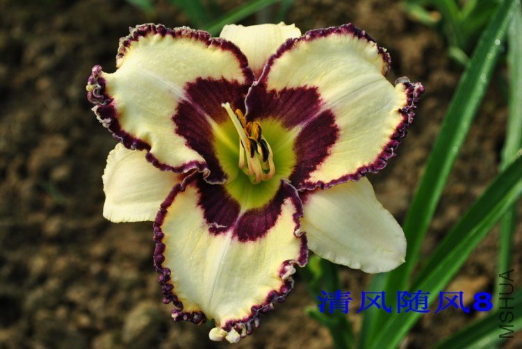 92���߲�����(RAGDOLL LACE)2.jpg