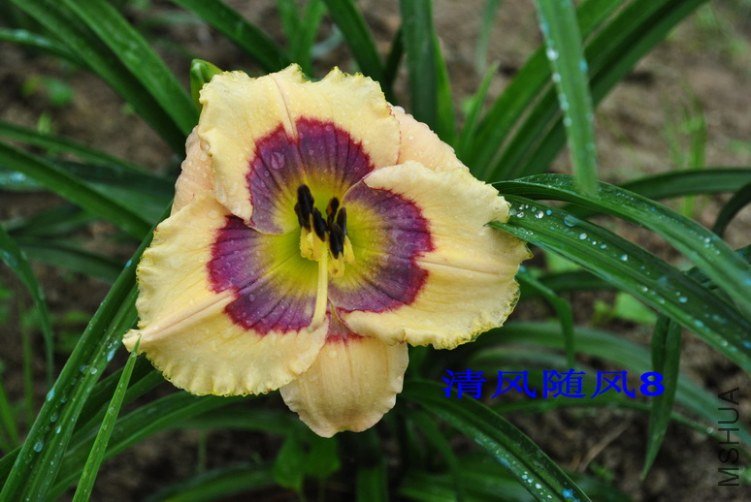 98���ַ�ʽ(Which Way)4.jpg