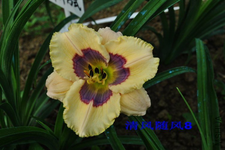 98���ַ�ʽ(Which Way)6.jpg