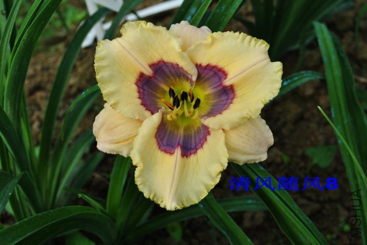 98���ַ�ʽ(Which Way)7.jpg