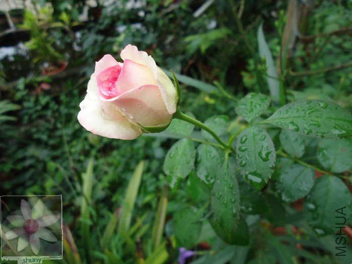 DSC00646.jpg