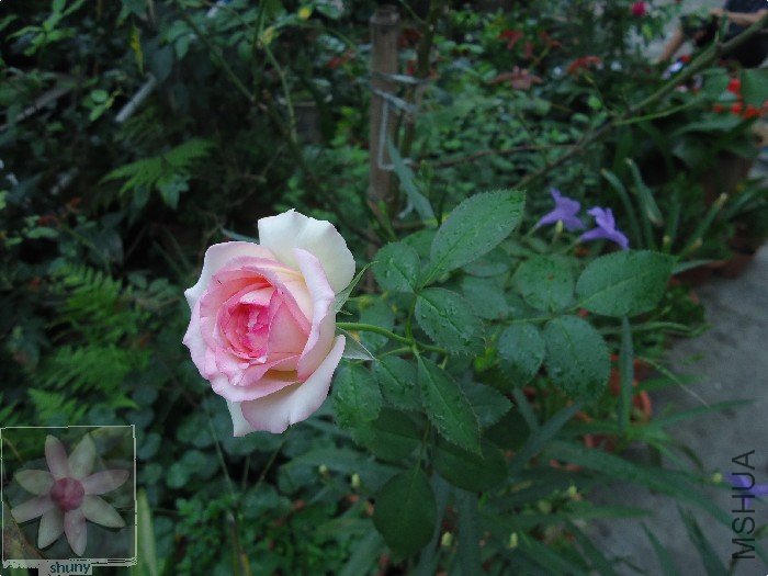 DSC00658.jpg