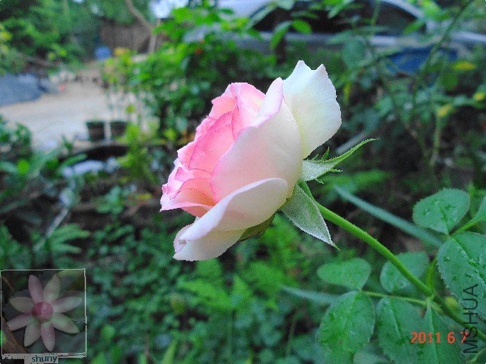 DSC00659.jpg