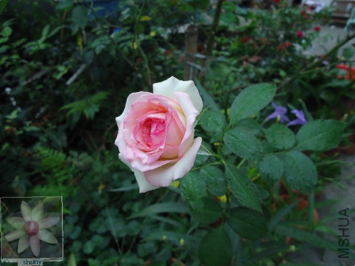 DSC00660.jpg