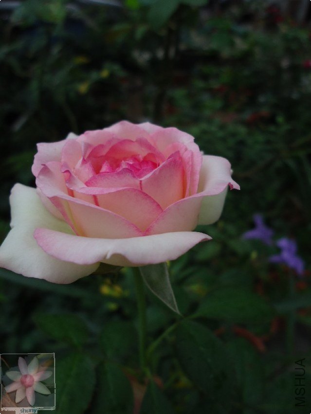 DSC00661.jpg