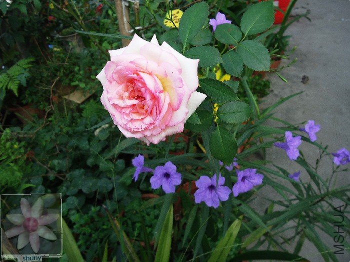 DSC00702.jpg