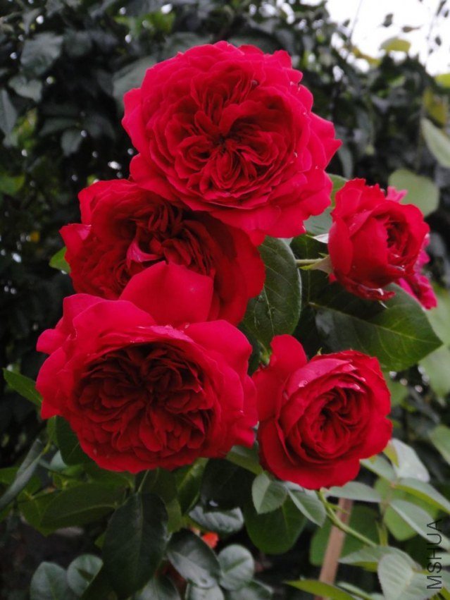 DSC03323.JPG