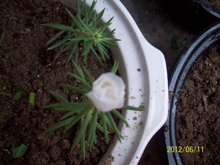 100_7482.JPG