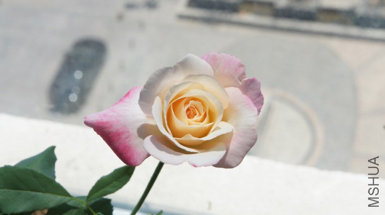 DSC01985.jpg