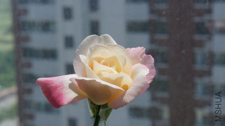 DSC01987.jpg