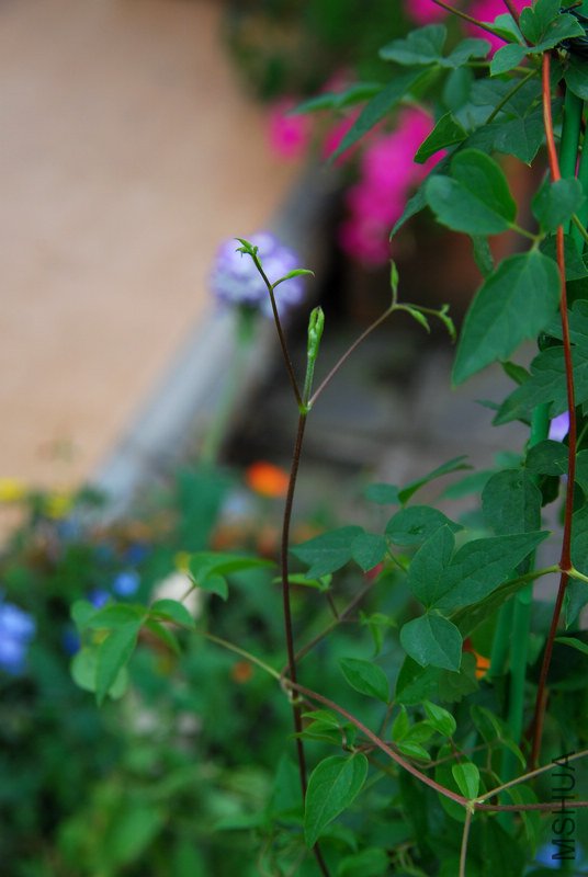 DSC_0032.JPG