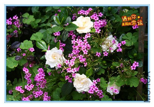 ��Ƭ 018_������1.jpg