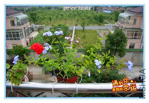 ��Ƭ 187_����ѩ1.jpg