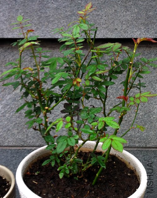 ����õ��(��ʯõ�� ����Ħ��)20120611.jpg