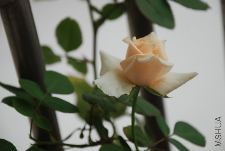 DSC_8117.JPG