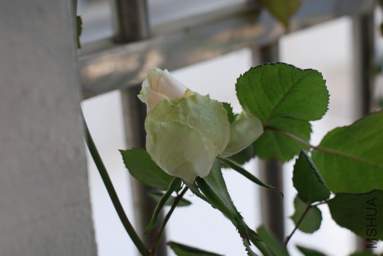 DSC_7003.JPG