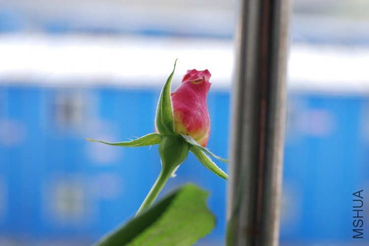 DSC_7004.JPG