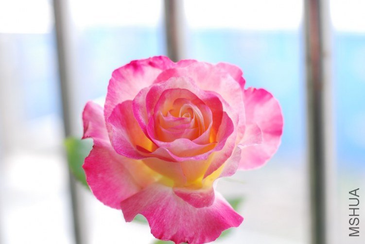 DSC_7006.JPG