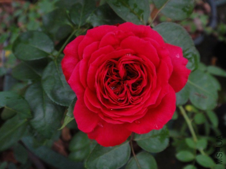 DSC03331.JPG