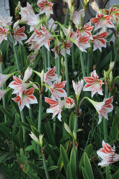 ���� DSC_0165.JPG