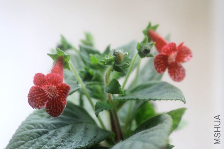 ���� DSC_0032.JPG