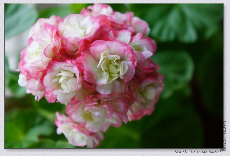 nEO_IMG_DSC00482.jpg