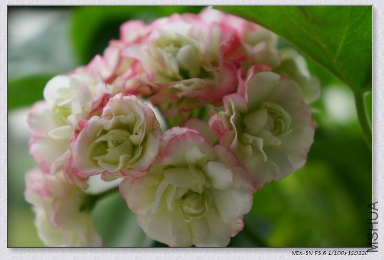 nEO_IMG_DSC00477.jpg