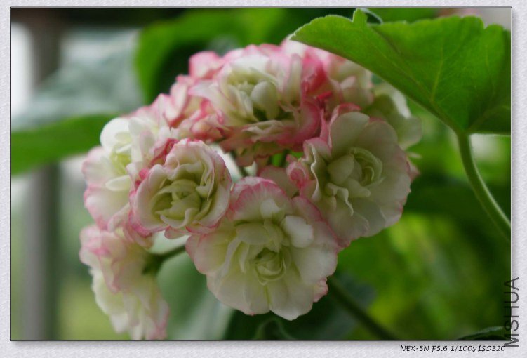 nEO_IMG_DSC00478.jpg