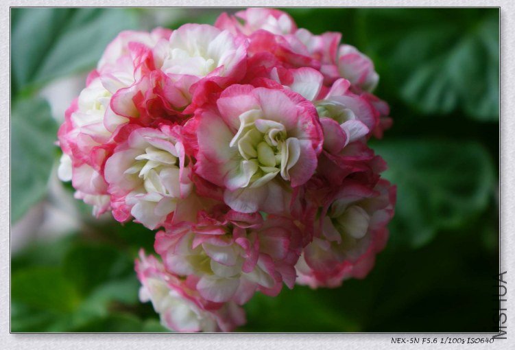 nEO_IMG_DSC00480.jpg