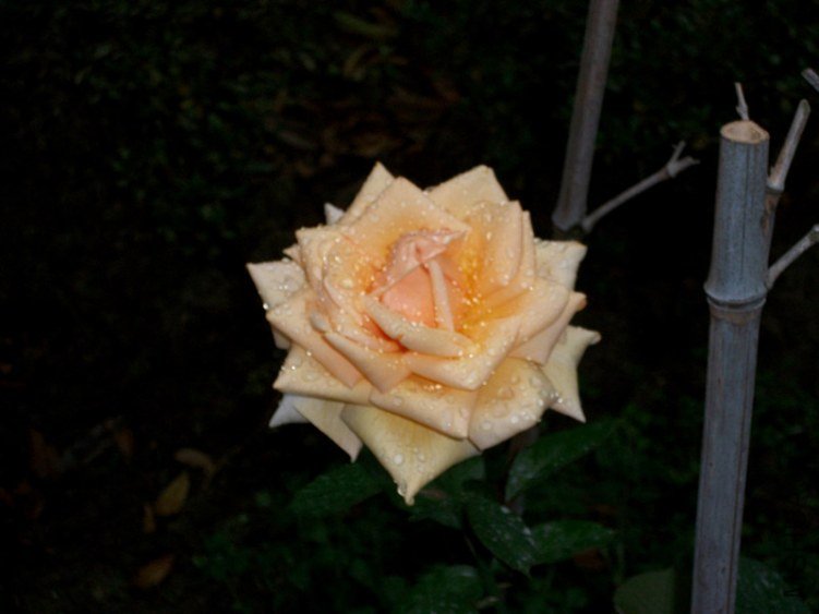 ALIM0591_����.jpg
