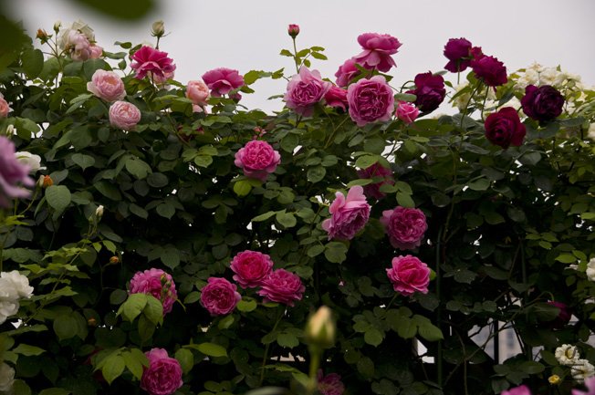 DSC_0013b.jpg
