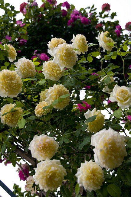 DSC_0018b.jpg