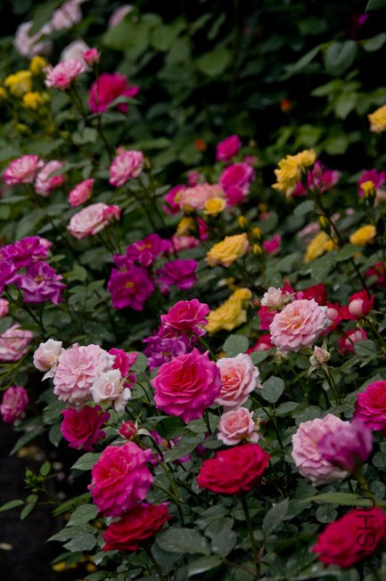 DSC_0025b.jpg
