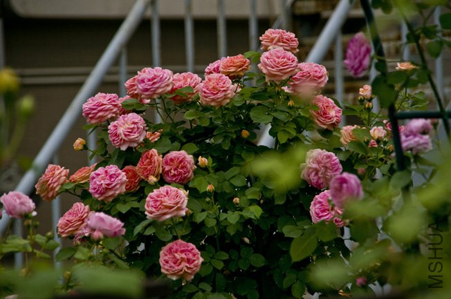 DSC_0033b.jpg