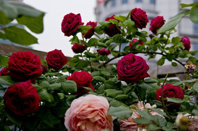 DSC_0040b.jpg