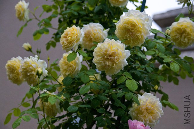 DSC_0054b.jpg