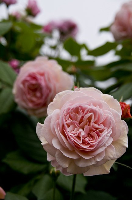 DSC_0035b.jpg