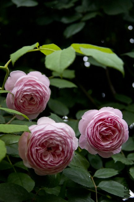 DSC_0043.JPG