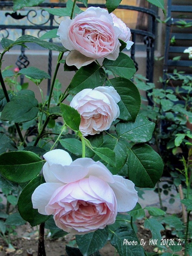 2012.6.2. 001_conew1.jpg