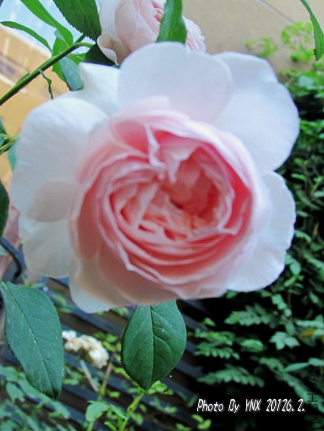 2012.6.2. 005_conew1.jpg