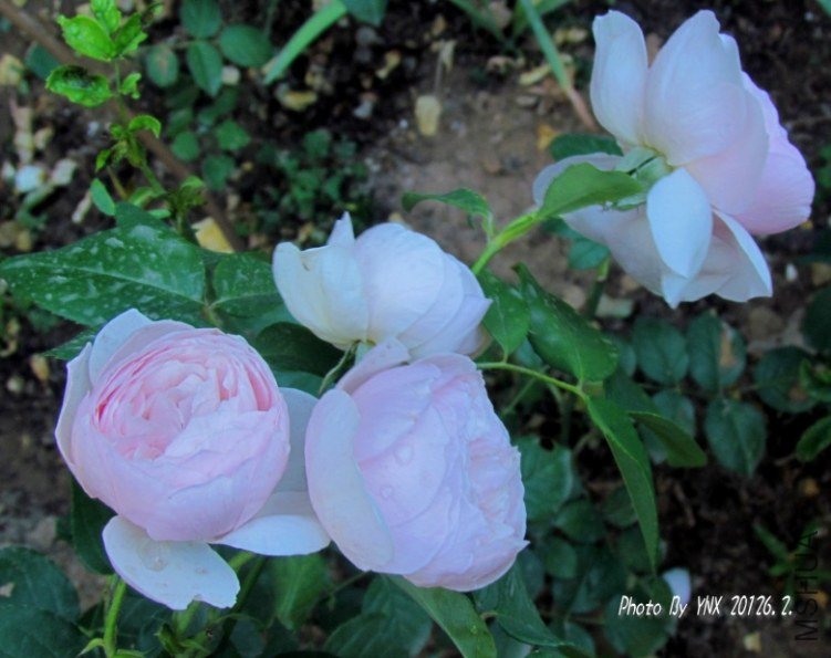 2012.6.2. 008_conew1.jpg