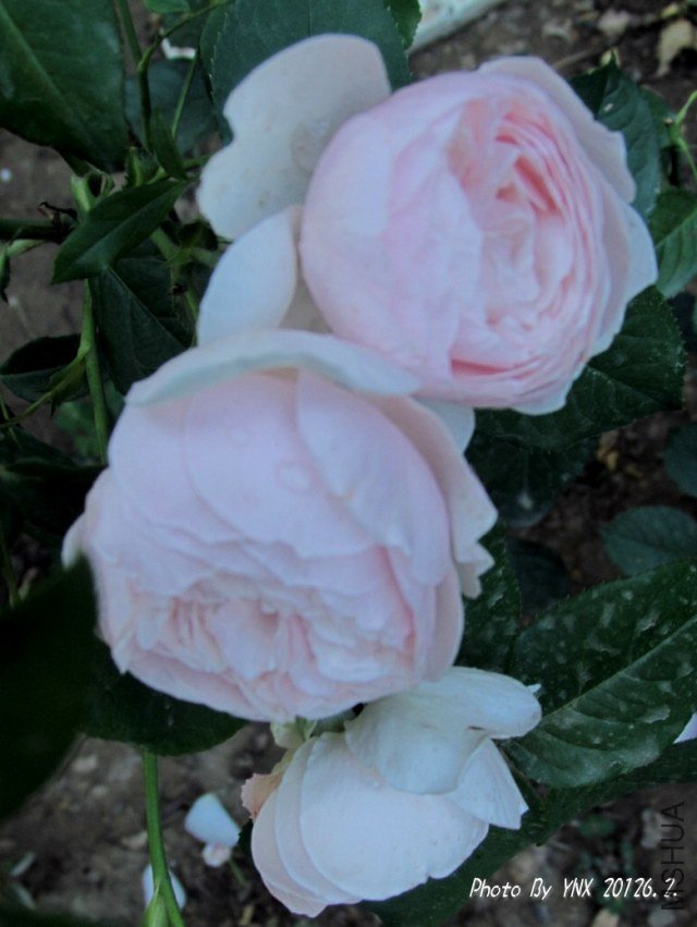 2012.6.2. 009_conew1.jpg