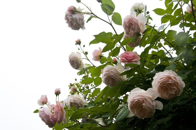 ë��˹8.JPG