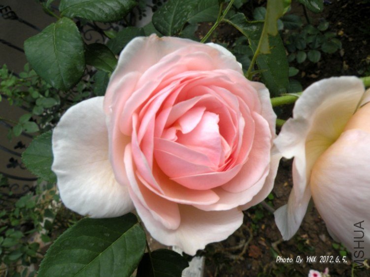 2012.6.5. 001_conew1.jpg