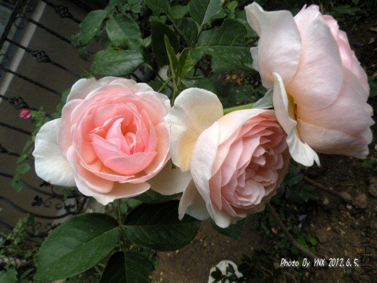 2012.6.5. 004_conew1.jpg