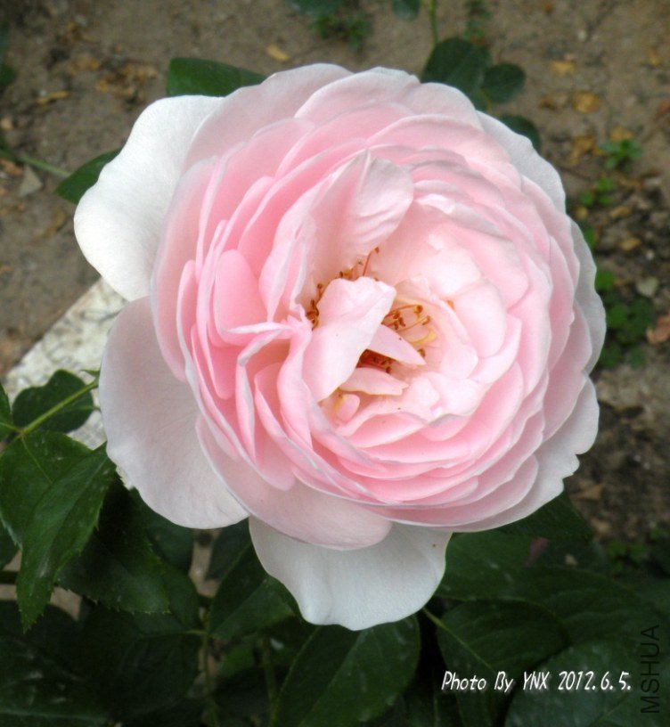 2012.6.5. 047_conew1.jpg