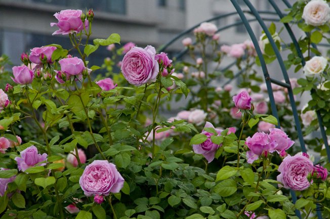 DSC_0002.JPG
